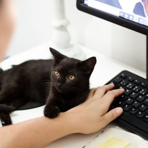 Cat Boss: How To Work From Home With Your Feline Friend